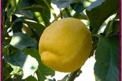 Citrusesbig1