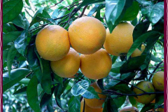 Citrusesbig2