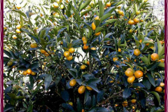 Citrusesbig3