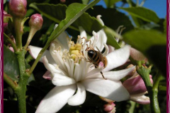 honeybig1