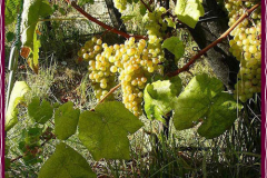 winebig1