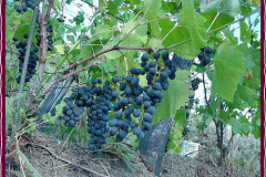 winebig2