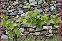 winebig4