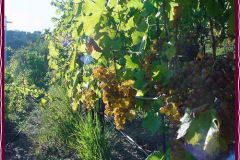 winebig7